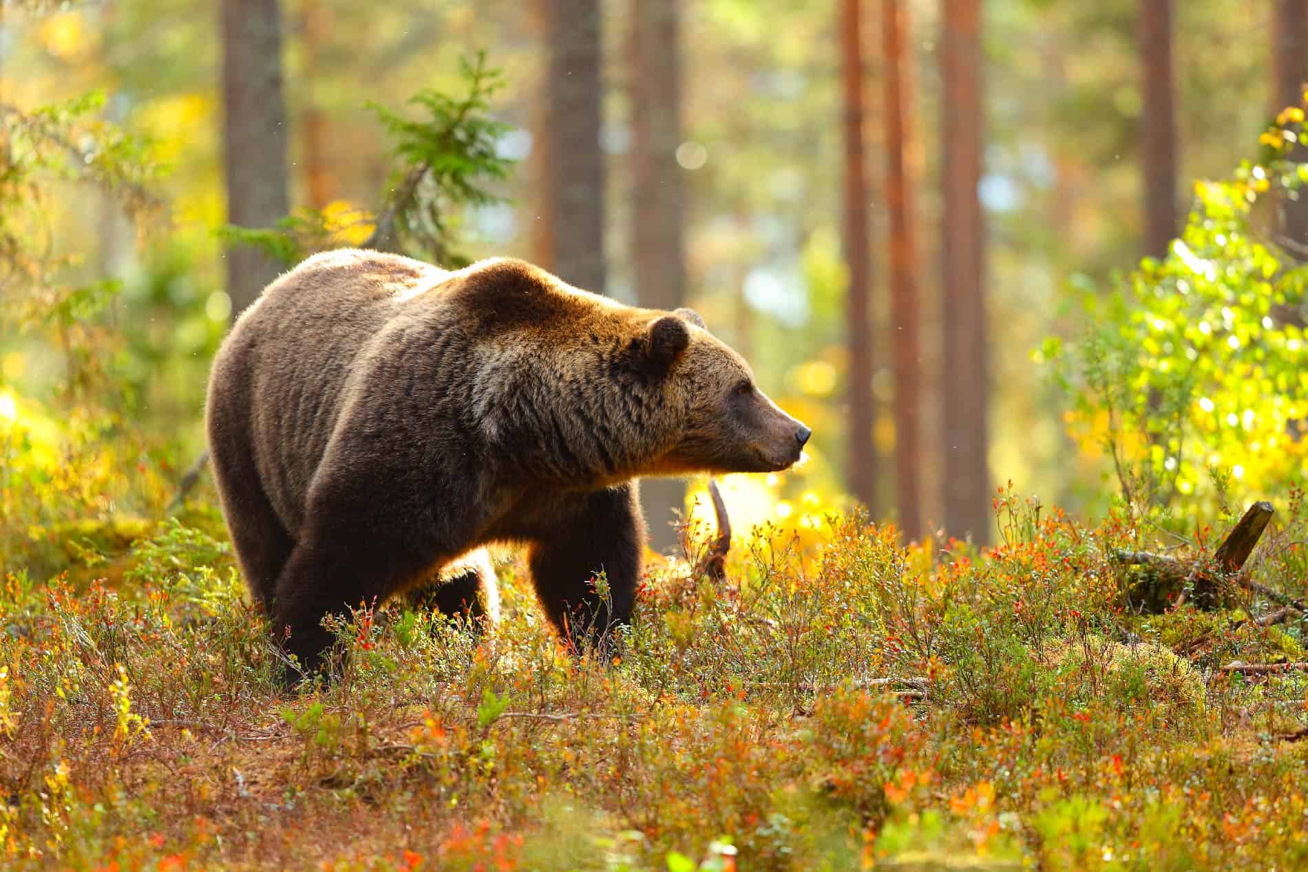 Sicurezza e divertimento, conosci le guide di Ursus Adventures Sicurezza e divertimento, conosci le guide di Ursus Adventures