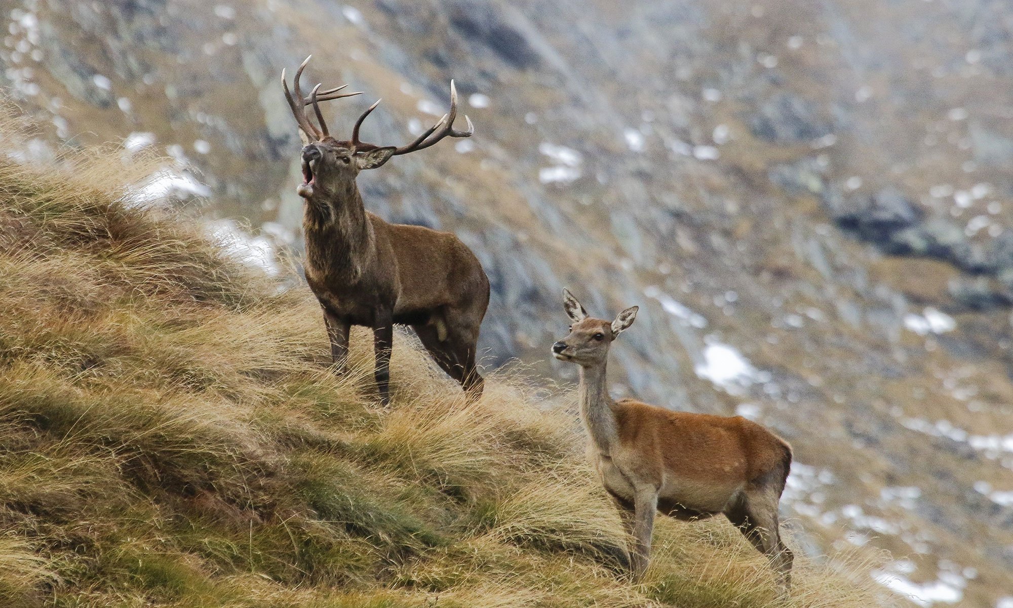 Wildlife watching nel Parco Nazionale dello Stelvio Osserva gli animali selvatici in ambiente naturale