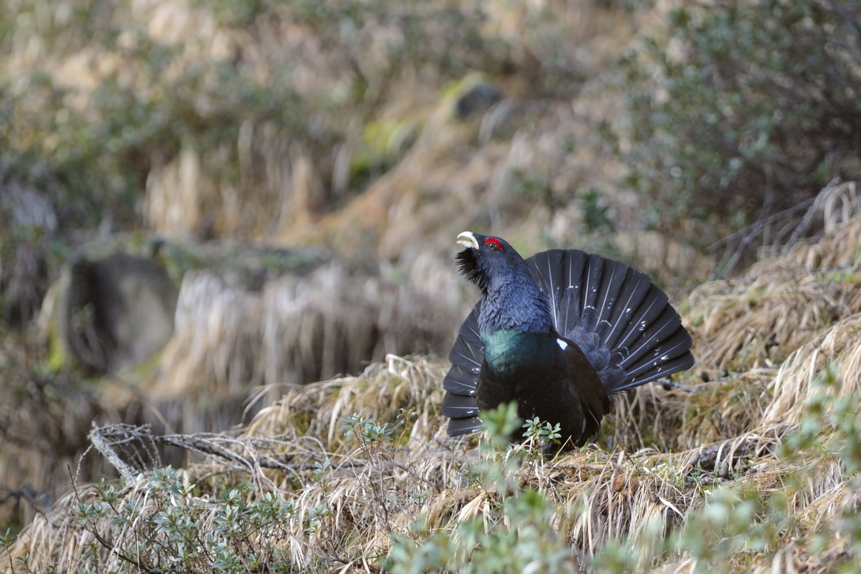 Animali Selvatici Gallo Cedrone Ph Sergio Peroceschi