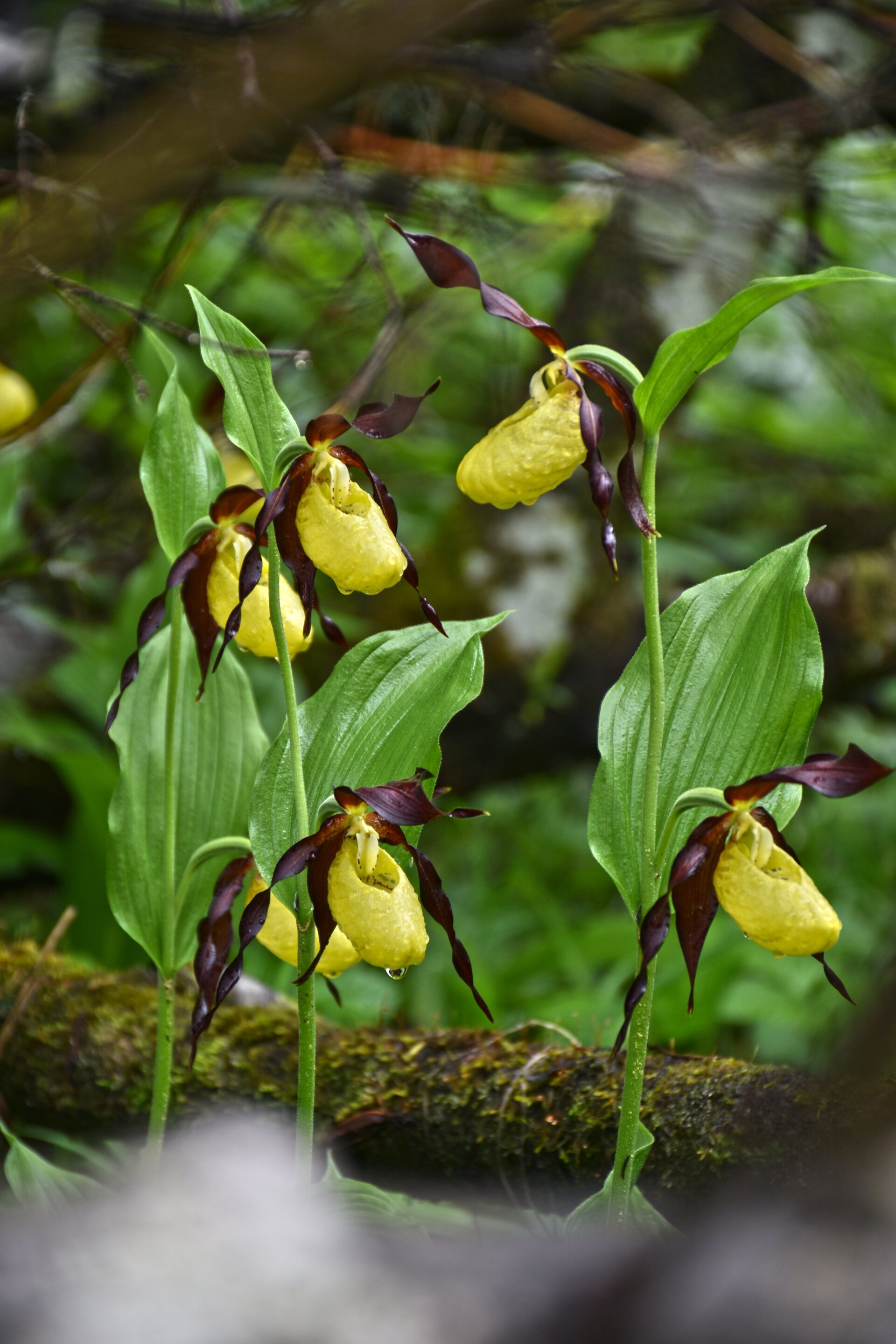 Cypripedium calceolus_o scarpetta della madonna_michele zeni Scarpetta della Madonna Val di Sole