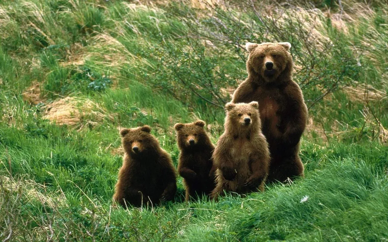 cuccioli-orso-1280x800 orsi nel Parco Naturale Adamello Brenta