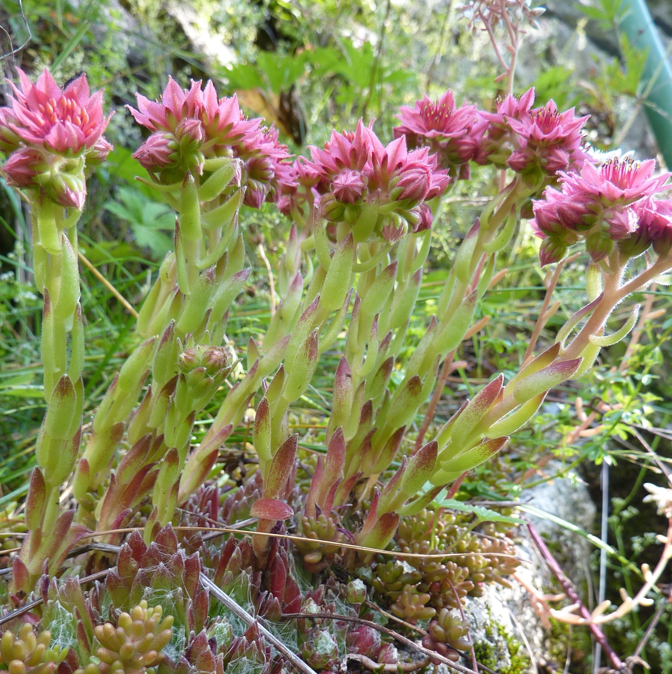 sempervivum arachnoideum