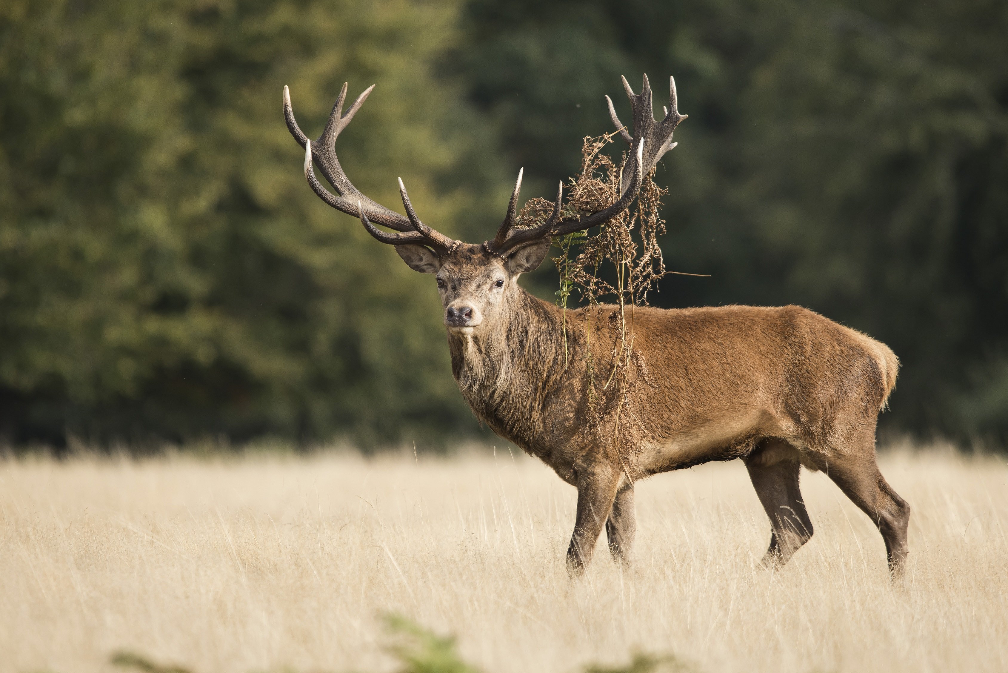 Wildlife watching nel Parco Nazionale dello Stelvio Osserva gli animali selvatici in ambiente naturale