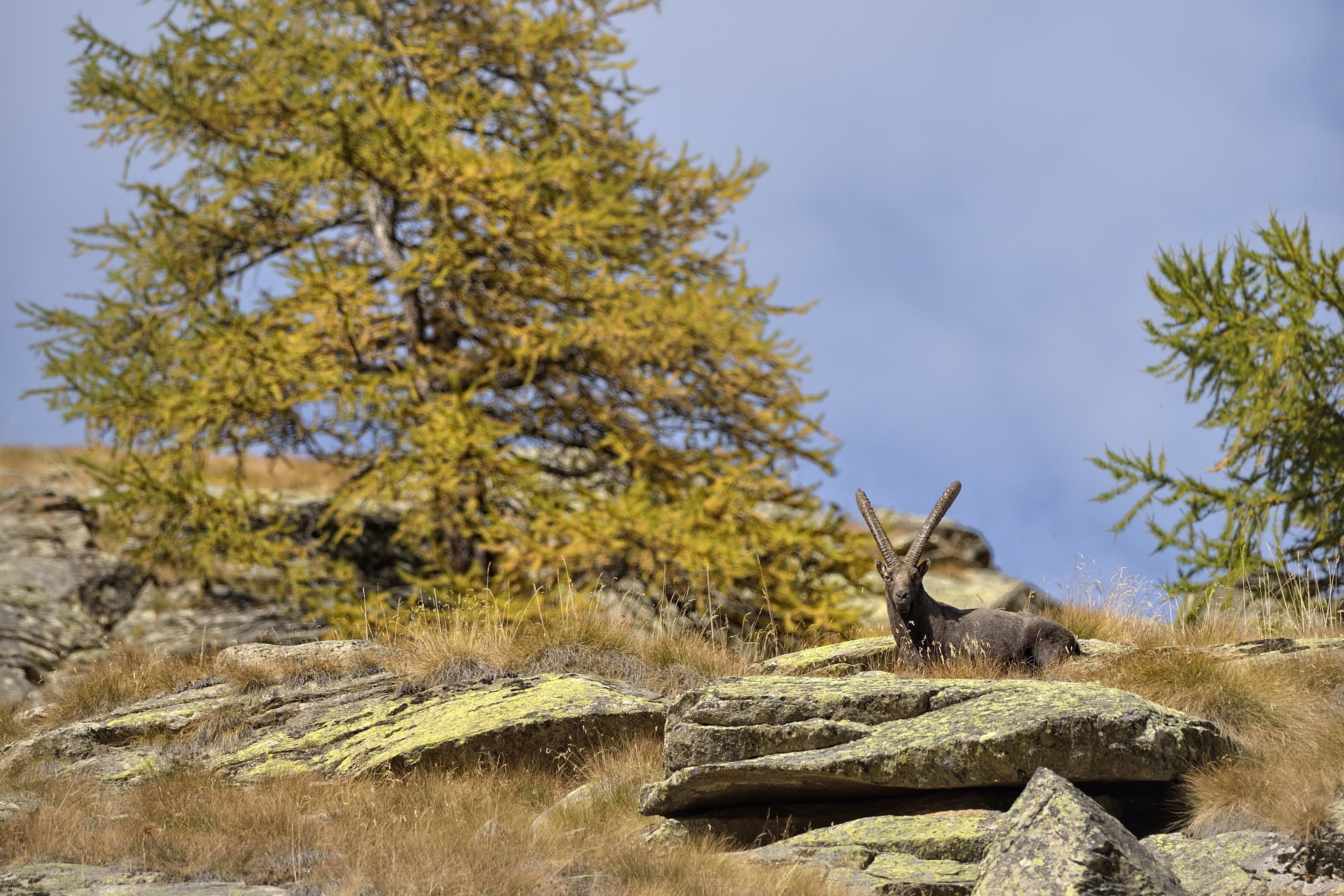 Wildlife watching nel Parco Nazionale dello Stelvio Osserva gli animali selvatici in ambiente naturale